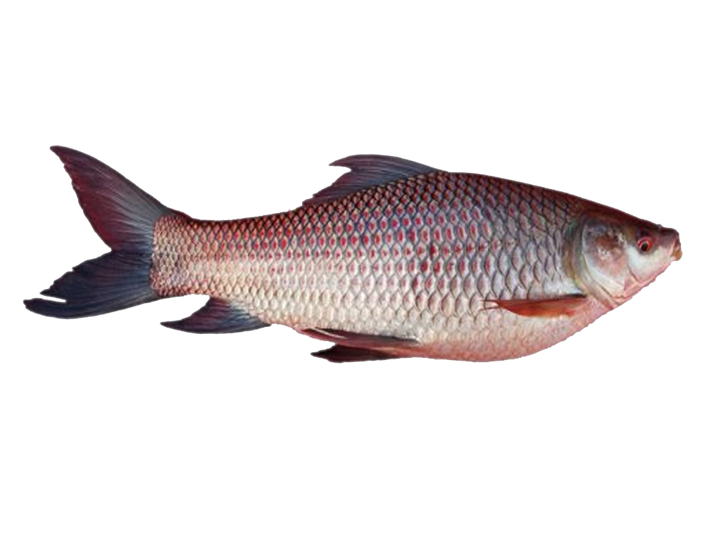 Rohu Fish
